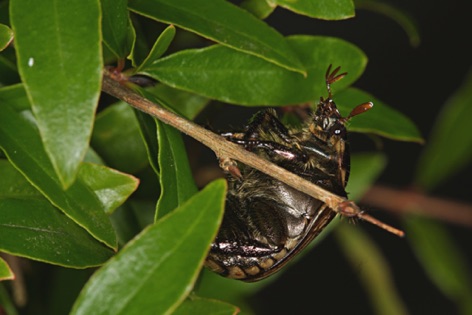 Scarabeo